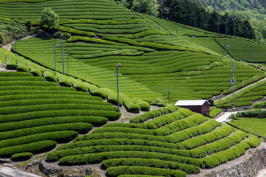 Uji, Kyoto – The Home of the World's Finest Matcha
