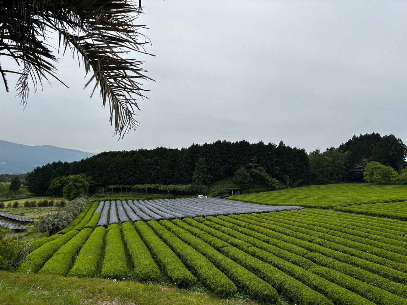 Uji, Japan – The Home of Zenzi Matcha